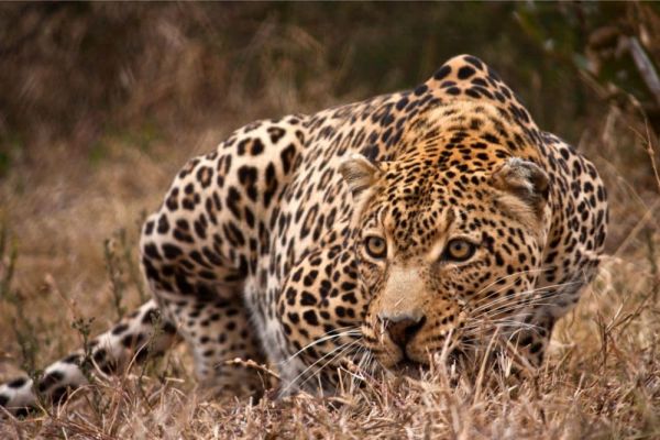 safarinleopard9.jpeg