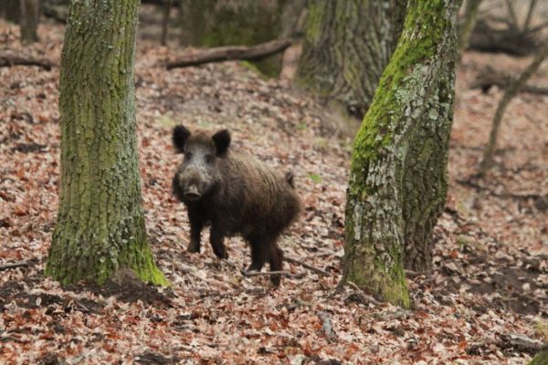 sanglier-pologne-2.jpg
