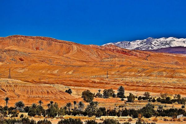 sangliermaroc3.jpg