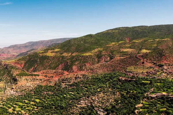 sangliermaroc6.jpg