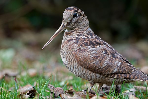woodcock-1.jpg