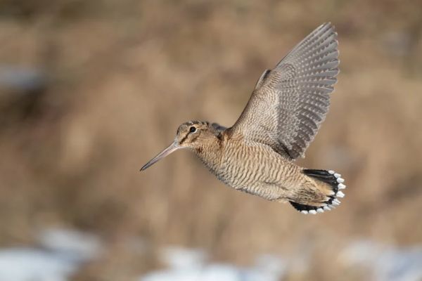 woodcock-3.jpg