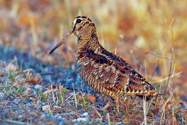 woodcock-4.jpg