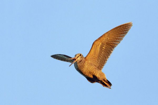 woodcock-5.jpg